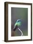 Costa Rica, Central America. Green Violet-ear Hummingbird.-Karen Ann Sullivan-Framed Photographic Print