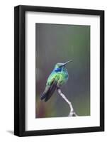 Costa Rica, Central America. Green Violet-ear Hummingbird.-Karen Ann Sullivan-Framed Photographic Print
