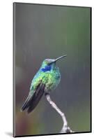 Costa Rica, Central America. Green Violet-ear Hummingbird.-Karen Ann Sullivan-Mounted Photographic Print