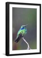 Costa Rica, Central America. Green Violet-ear Hummingbird.-Karen Ann Sullivan-Framed Photographic Print