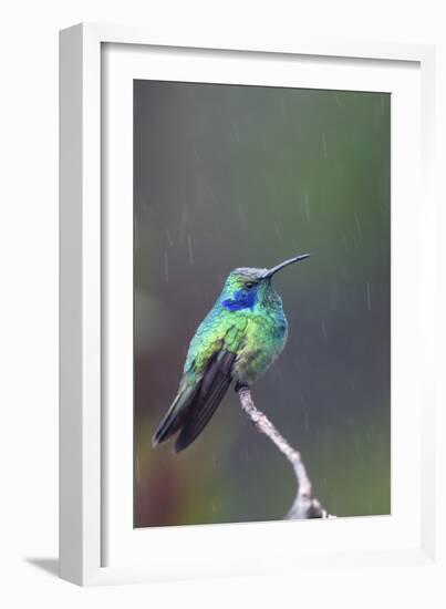 Costa Rica, Central America. Green Violet-ear Hummingbird.-Karen Ann Sullivan-Framed Photographic Print