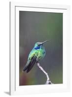 Costa Rica, Central America. Green Violet-ear Hummingbird.-Karen Ann Sullivan-Framed Photographic Print