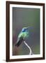 Costa Rica, Central America. Green Violet-ear Hummingbird.-Karen Ann Sullivan-Framed Photographic Print