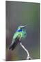 Costa Rica, Central America. Green Violet-ear Hummingbird.-Karen Ann Sullivan-Mounted Photographic Print