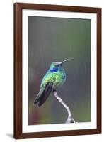 Costa Rica, Central America. Green Violet-ear Hummingbird.-Karen Ann Sullivan-Framed Photographic Print