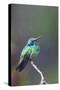 Costa Rica, Central America. Green Violet-ear Hummingbird.-Karen Ann Sullivan-Stretched Canvas