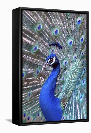 Costa Rica, Central America. India Blue Peacock displaying.-Karen Ann Sullivan-Framed Stretched Canvas