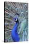 Costa Rica, Central America. India Blue Peacock displaying.-Karen Ann Sullivan-Stretched Canvas