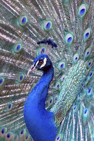 https://imgc.allpostersimages.com/img/posters/costa-rica-central-america-india-blue-peacock-displaying_u-L-Q1D0HAT0.jpg?artPerspective=n