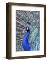 Costa Rica, Central America. India Blue Peacock displaying.-Karen Ann Sullivan-Framed Photographic Print