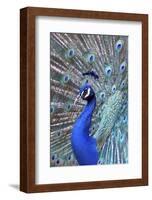 Costa Rica, Central America. India Blue Peacock displaying.-Karen Ann Sullivan-Framed Photographic Print