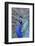 Costa Rica, Central America. India Blue Peacock displaying.-Karen Ann Sullivan-Framed Photographic Print