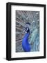 Costa Rica, Central America. India Blue Peacock displaying.-Karen Ann Sullivan-Framed Photographic Print