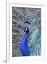 Costa Rica, Central America. India Blue Peacock displaying.-Karen Ann Sullivan-Framed Premium Photographic Print