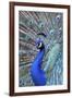 Costa Rica, Central America. India Blue Peacock displaying.-Karen Ann Sullivan-Framed Premium Photographic Print