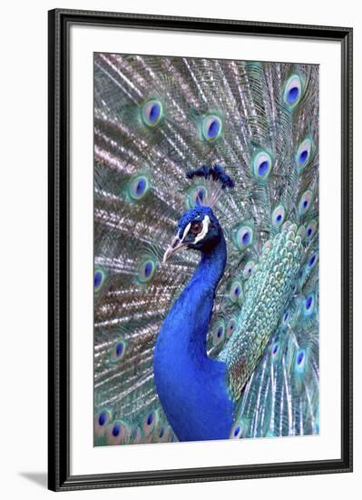 Costa Rica, Central America. India Blue Peacock displaying.-Karen Ann Sullivan-Framed Premium Photographic Print