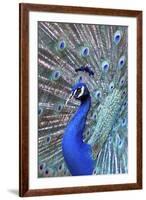 Costa Rica, Central America. India Blue Peacock displaying.-Karen Ann Sullivan-Framed Premium Photographic Print