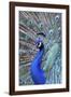 Costa Rica, Central America. India Blue Peacock displaying.-Karen Ann Sullivan-Framed Photographic Print