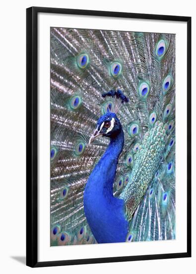 Costa Rica, Central America. India Blue Peacock displaying.-Karen Ann Sullivan-Framed Photographic Print