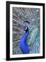 Costa Rica, Central America. India Blue Peacock displaying.-Karen Ann Sullivan-Framed Photographic Print