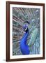 Costa Rica, Central America. India Blue Peacock displaying.-Karen Ann Sullivan-Framed Photographic Print