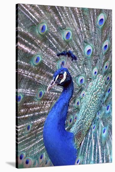 Costa Rica, Central America. India Blue Peacock displaying.-Karen Ann Sullivan-Stretched Canvas