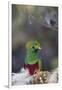 Costa Rica, Central America. Male Resplendent Quetzal.-Karen Ann Sullivan-Framed Photographic Print