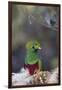 Costa Rica, Central America. Male Resplendent Quetzal.-Karen Ann Sullivan-Framed Photographic Print