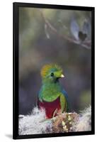 Costa Rica, Central America. Male Resplendent Quetzal.-Karen Ann Sullivan-Framed Photographic Print