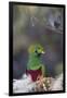 Costa Rica, Central America. Male Resplendent Quetzal.-Karen Ann Sullivan-Framed Photographic Print