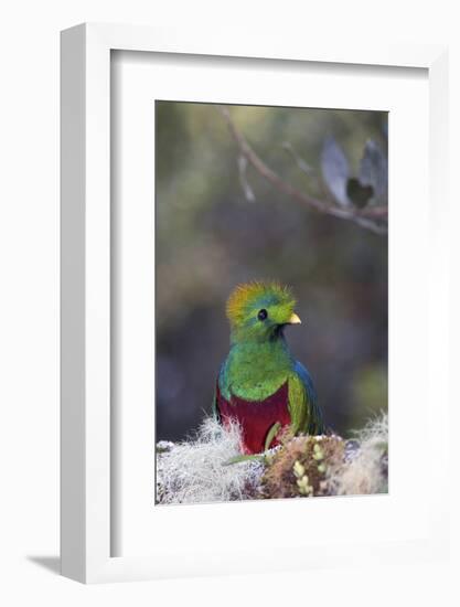 Costa Rica, Central America. Male Resplendent Quetzal.-Karen Ann Sullivan-Framed Photographic Print