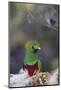 Costa Rica, Central America. Male Resplendent Quetzal.-Karen Ann Sullivan-Mounted Photographic Print