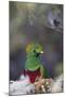 Costa Rica, Central America. Male Resplendent Quetzal.-Karen Ann Sullivan-Mounted Premium Photographic Print