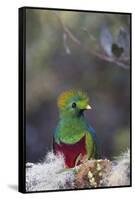 Costa Rica, Central America. Male Resplendent Quetzal.-Karen Ann Sullivan-Framed Stretched Canvas