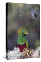 Costa Rica, Central America. Male Resplendent Quetzal.-Karen Ann Sullivan-Stretched Canvas
