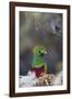 Costa Rica, Central America. Male Resplendent Quetzal.-Karen Ann Sullivan-Framed Photographic Print