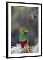 Costa Rica, Central America. Male Resplendent Quetzal.-Karen Ann Sullivan-Framed Photographic Print