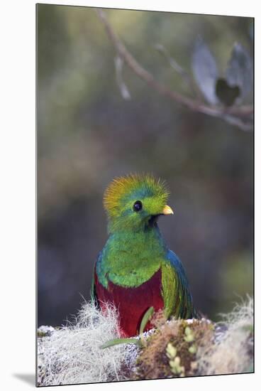 Costa Rica, Central America. Male Resplendent Quetzal.-Karen Ann Sullivan-Mounted Premium Photographic Print