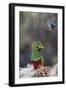 Costa Rica, Central America. Male Resplendent Quetzal.-Karen Ann Sullivan-Framed Photographic Print