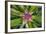 Costa Rica. Central America-Tom Norring-Framed Photographic Print