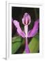 Costa Rica, Close Up of Pink Orchid in Lankester Botanical Gardens-Scott T. Smith-Framed Premium Photographic Print