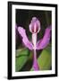 Costa Rica, Close Up of Pink Orchid in Lankester Botanical Gardens-Scott T. Smith-Framed Premium Photographic Print