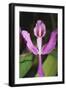 Costa Rica, Close Up of Pink Orchid in Lankester Botanical Gardens-Scott T. Smith-Framed Photographic Print