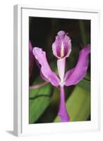 Costa Rica, Close Up of Pink Orchid in Lankester Botanical Gardens-Scott T. Smith-Framed Photographic Print