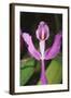 Costa Rica, Close Up of Pink Orchid in Lankester Botanical Gardens-Scott T. Smith-Framed Photographic Print