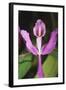 Costa Rica, Close Up of Pink Orchid in Lankester Botanical Gardens-Scott T. Smith-Framed Photographic Print