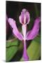 Costa Rica, Close Up of Pink Orchid in Lankester Botanical Gardens-Scott T. Smith-Mounted Photographic Print