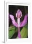 Costa Rica, Close Up of Pink Orchid in Lankester Botanical Gardens-Scott T. Smith-Framed Photographic Print