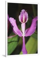 Costa Rica, Close Up of Pink Orchid in Lankester Botanical Gardens-Scott T. Smith-Framed Photographic Print