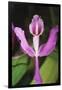 Costa Rica, Close Up of Pink Orchid in Lankester Botanical Gardens-Scott T. Smith-Framed Photographic Print